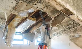 Mold Documentation for Insurance Claims in Holladay, UT